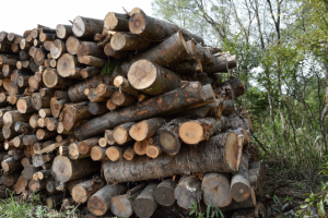 日本の造林から伐採された木材